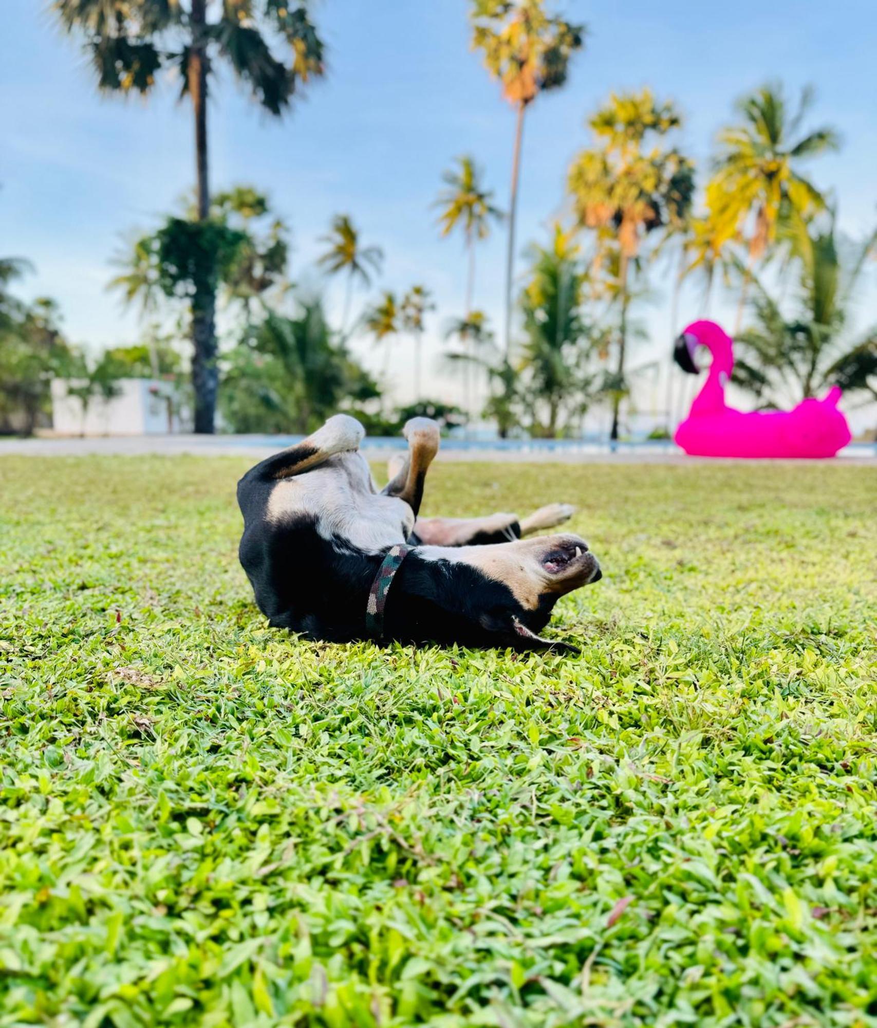 108 Palms Beach Resort トリンコマリー エクステリア 写真