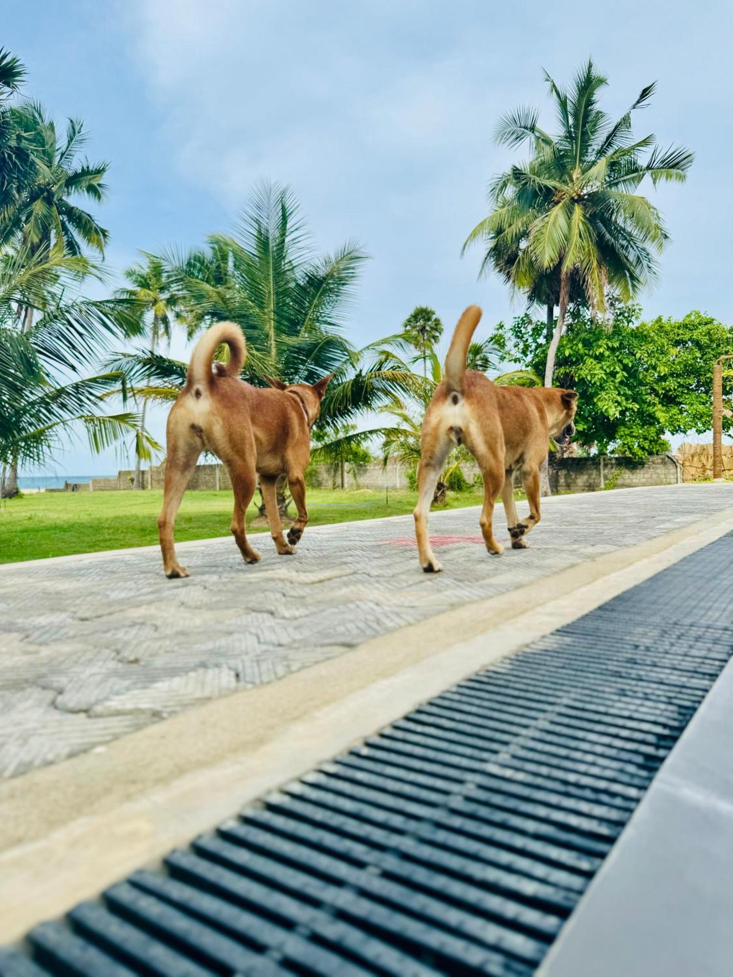 108 Palms Beach Resort トリンコマリー エクステリア 写真